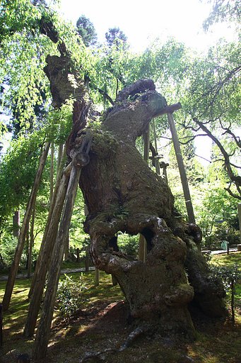 【植】穴があいても、なお…