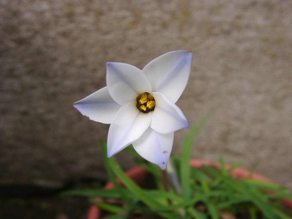 山陰にも花ニラが咲きました。