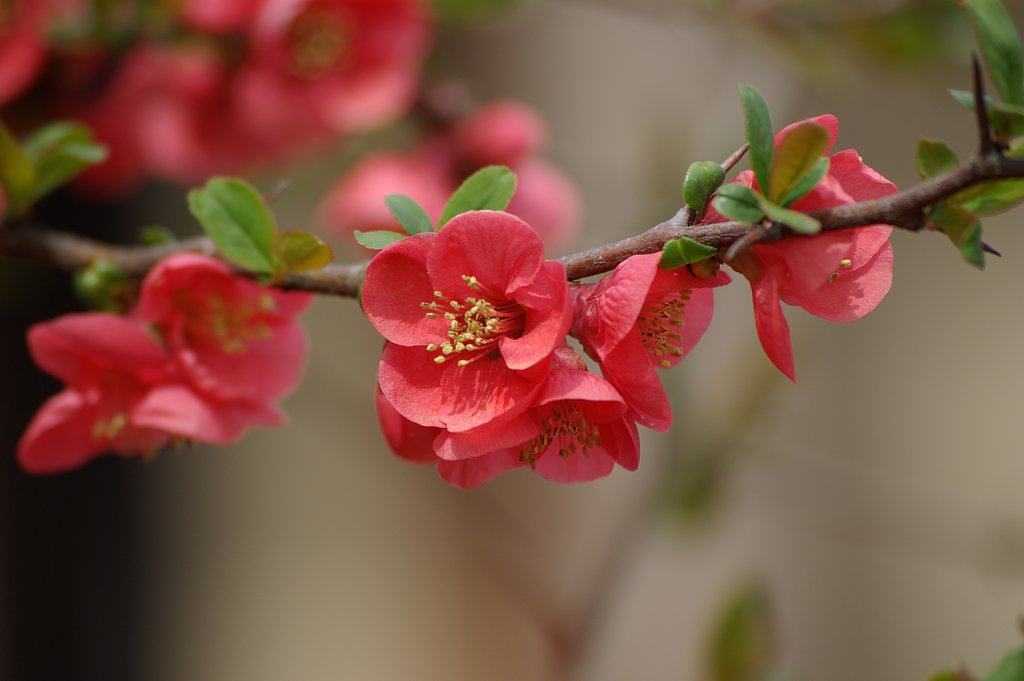 春の花