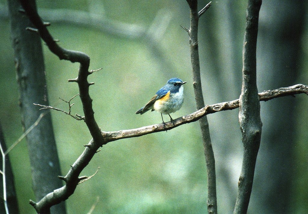 Red-flanked Bluetail
