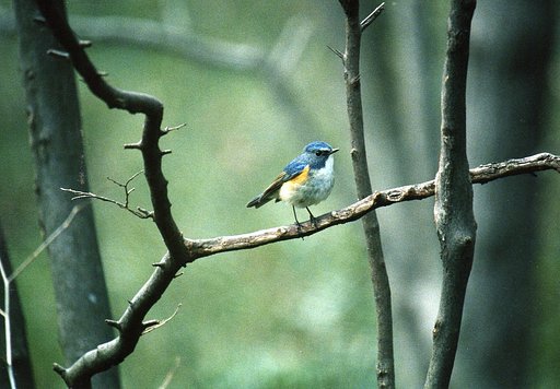 Red-flanked Bluetail