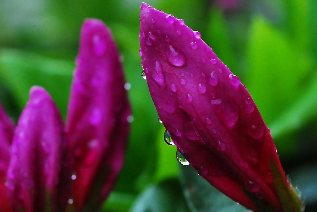 雨、水滴