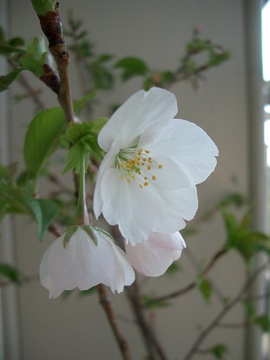 〜祝　ど根性桜開花〜