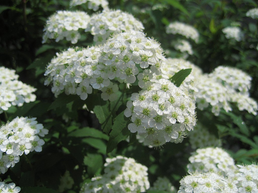【緑】小さな白い花家族