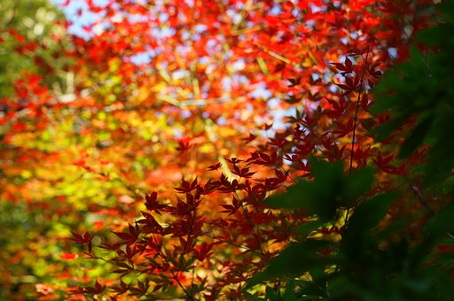 紅葉は血の色
