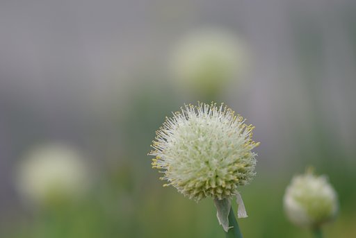 smc PENTAX 67 200/4
