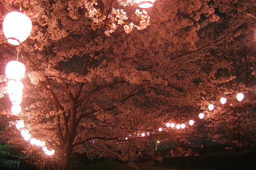 夜桜