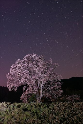 ヤマザクラ