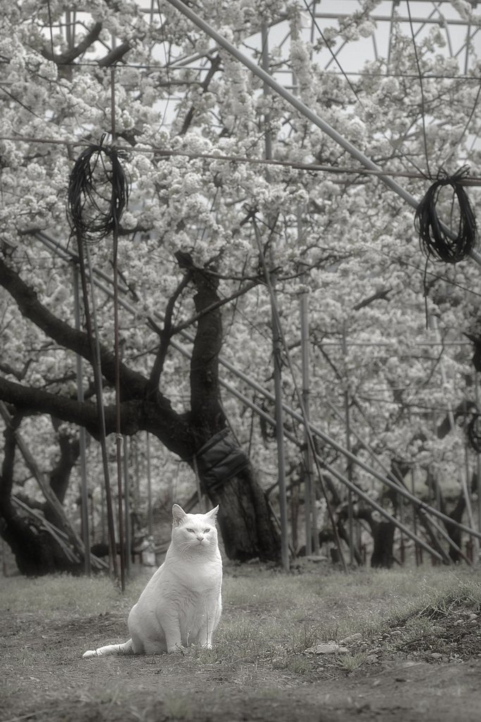 さくらんぼ畑