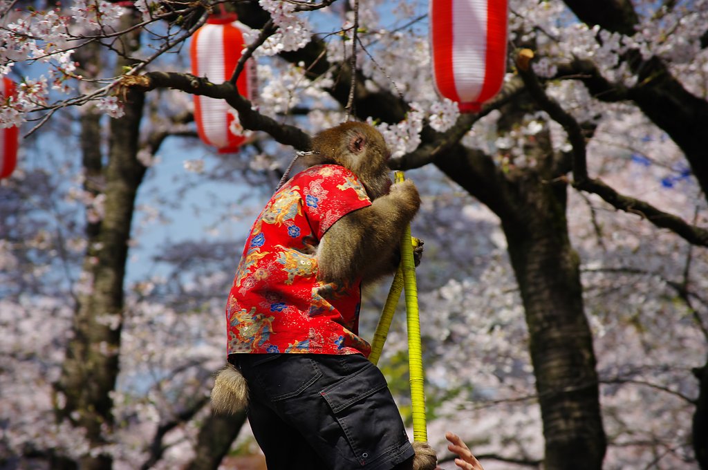 花見どころの騒ぎじゃあない！