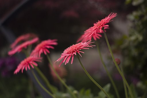 赤い花