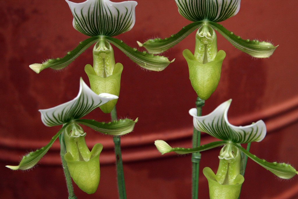 花男爵家族