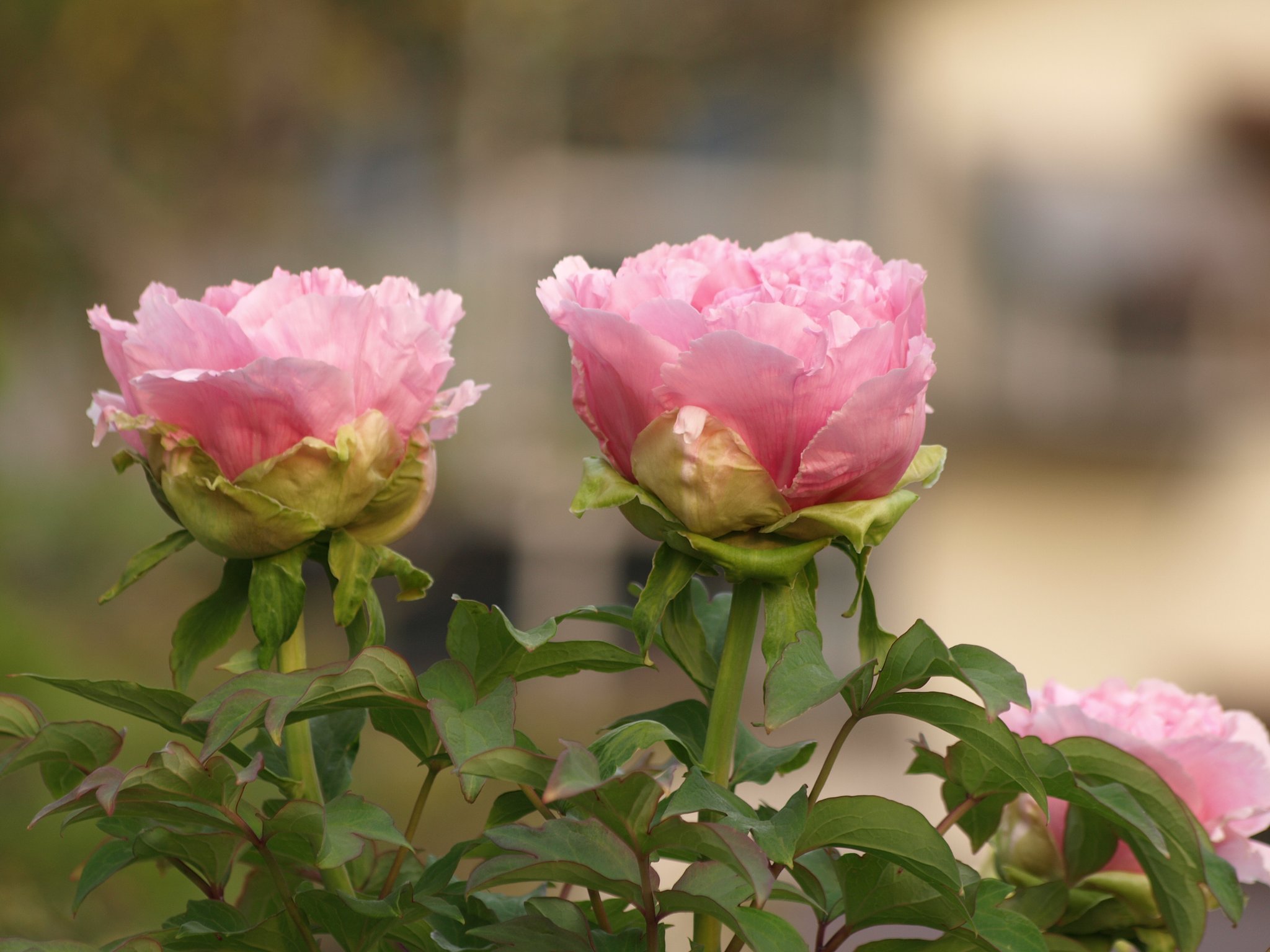 庭の花