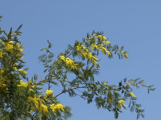 3月27日の写真