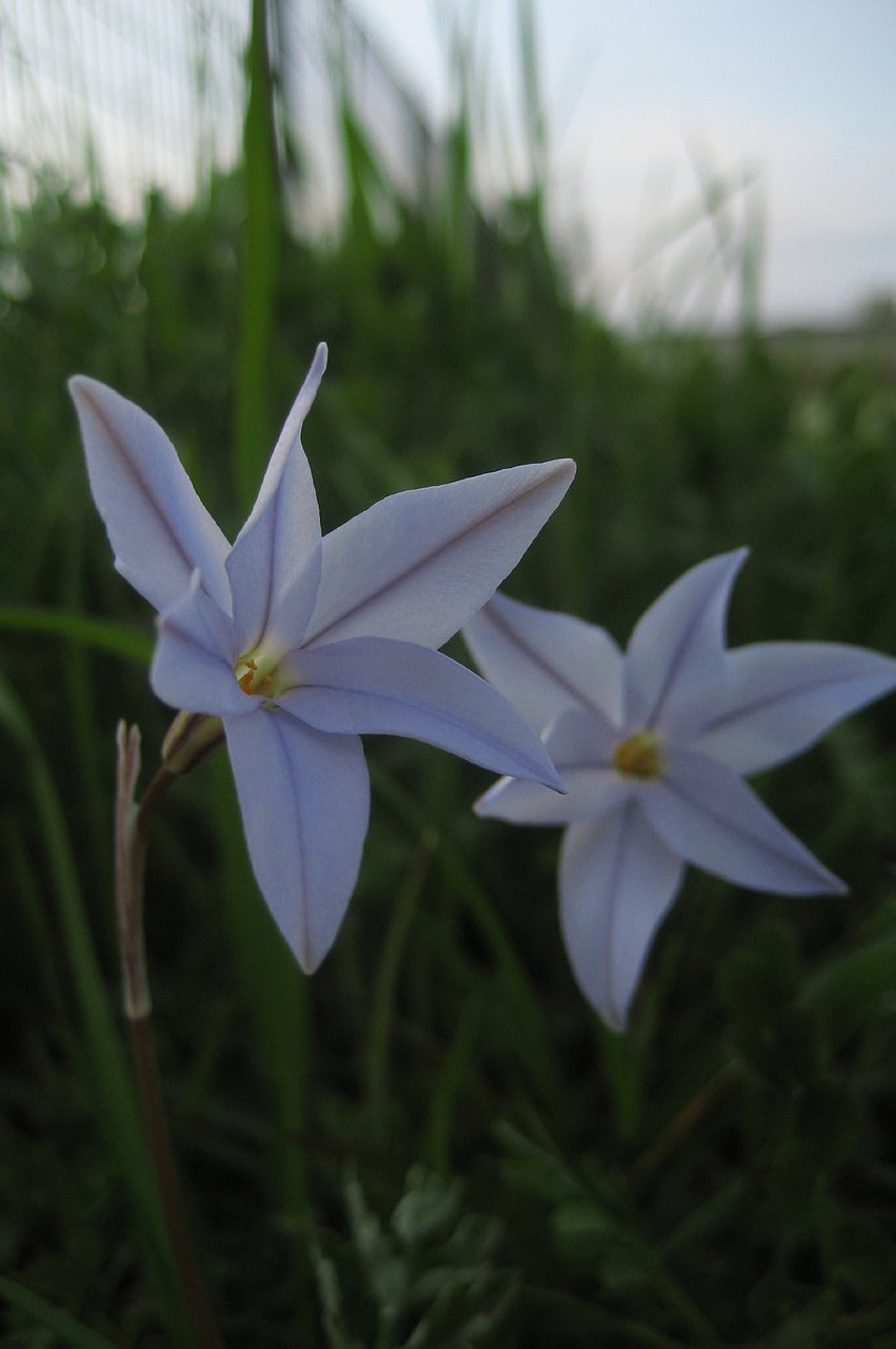 花韮二輪