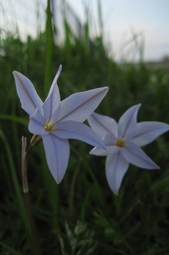 花韮二輪