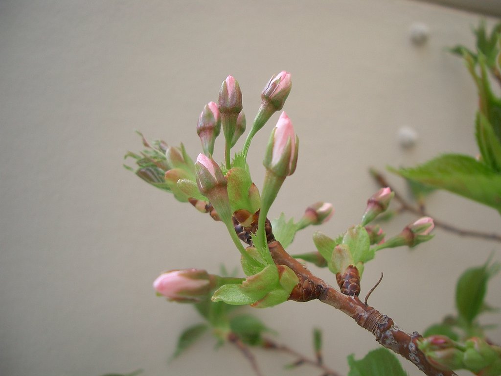 〜ど根性桜咲く〜