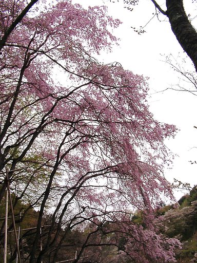 春色スケッチ （35）  サクラ-29