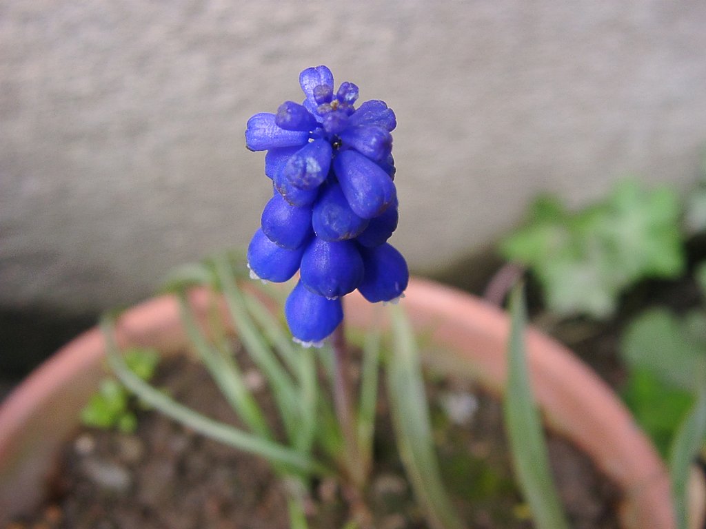 鉢植えのルリムスカリが咲きました。