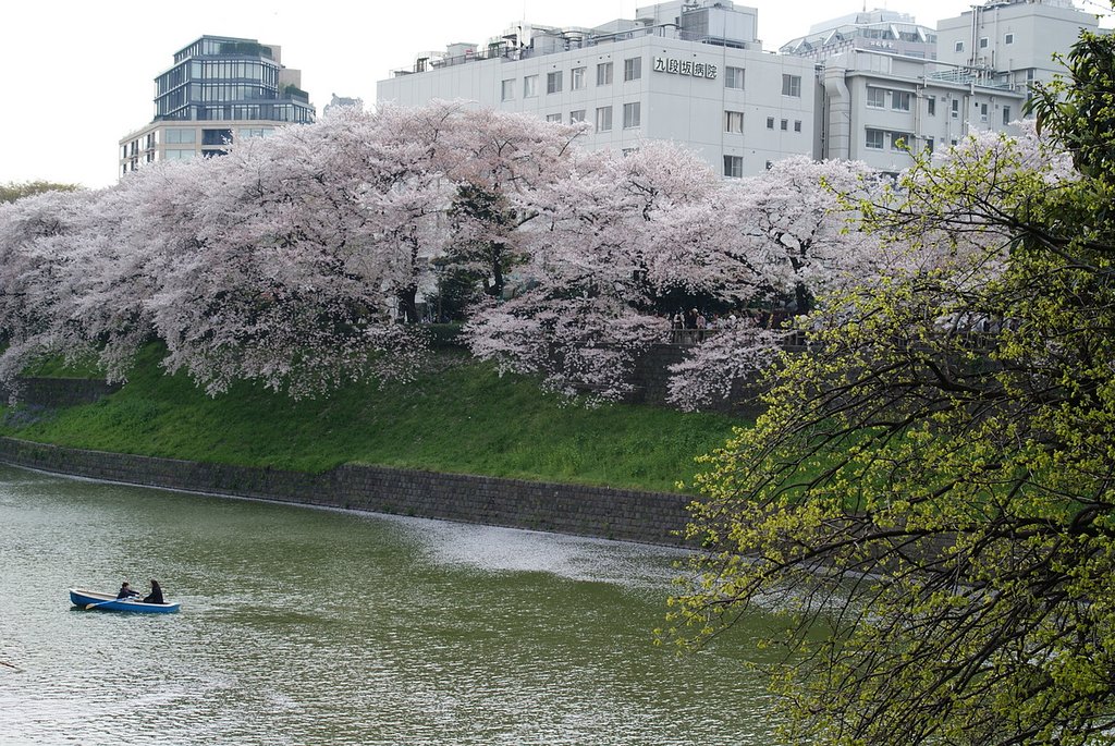 『緑』桜と新緑と