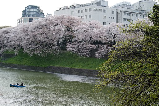 『緑』桜と新緑と
