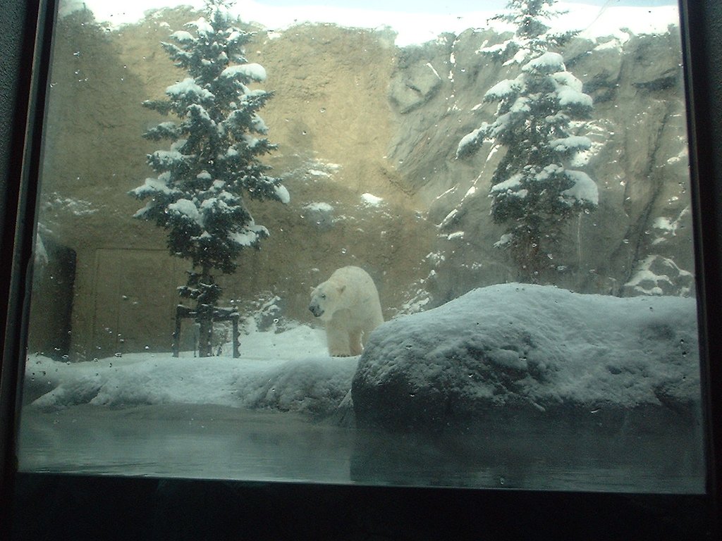 クマーだょん