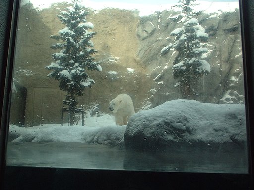 クマーだょん