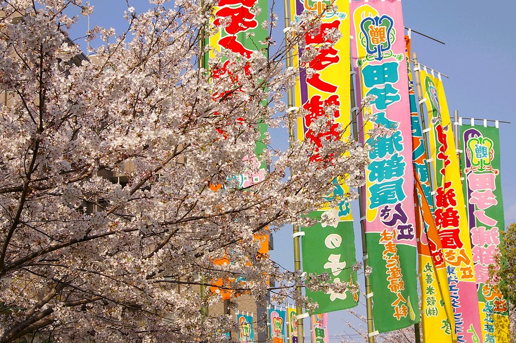さくら。県営相撲場