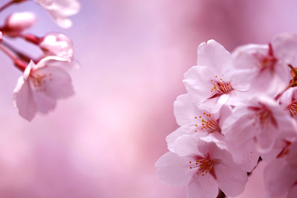 桜咲く