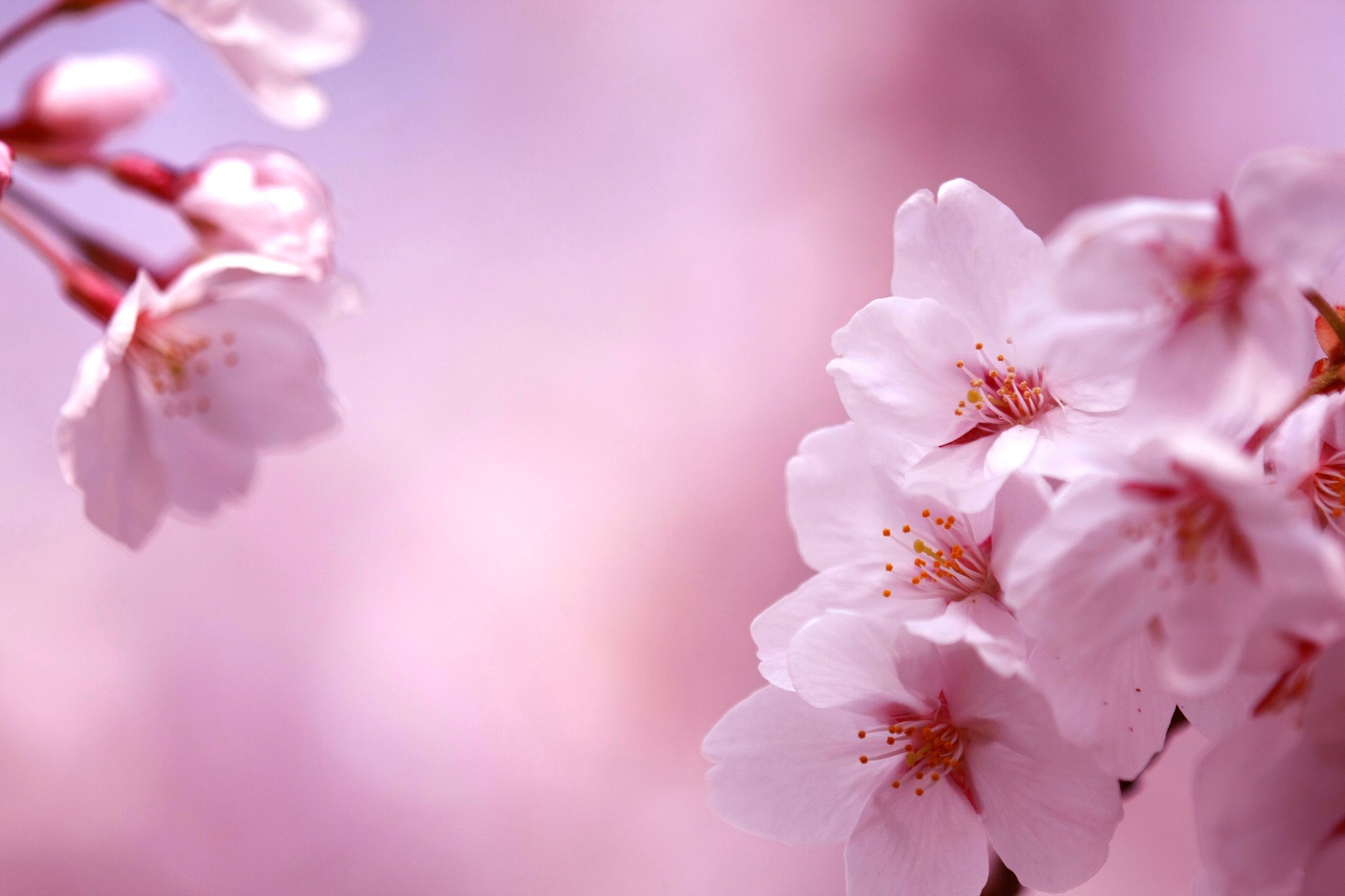 桜咲く