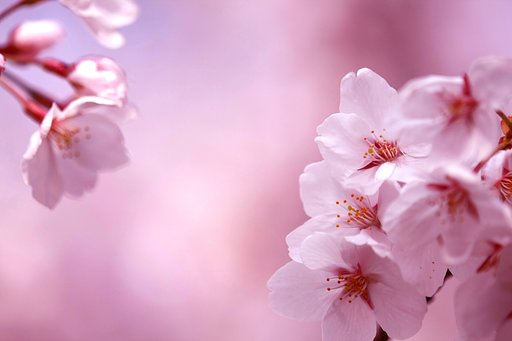 桜咲く