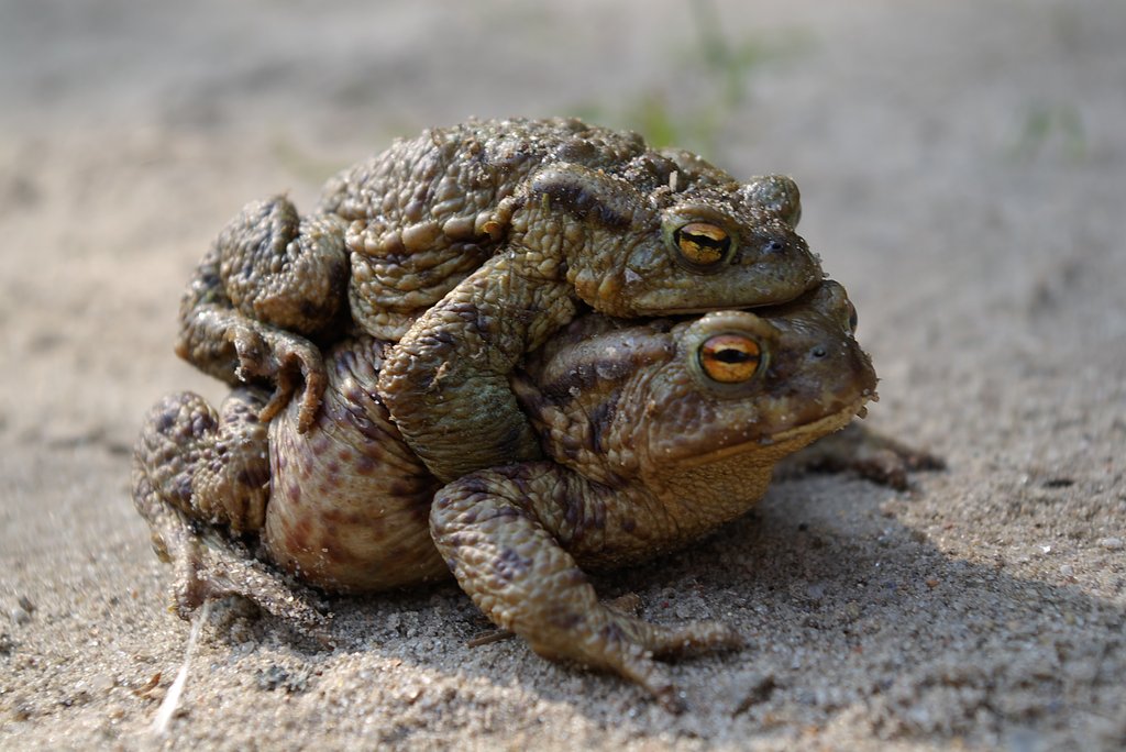 Love of frogs.