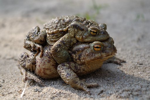 Love of frogs.