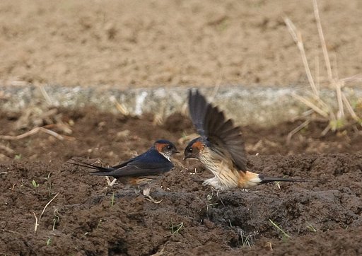 コシアカツバメ