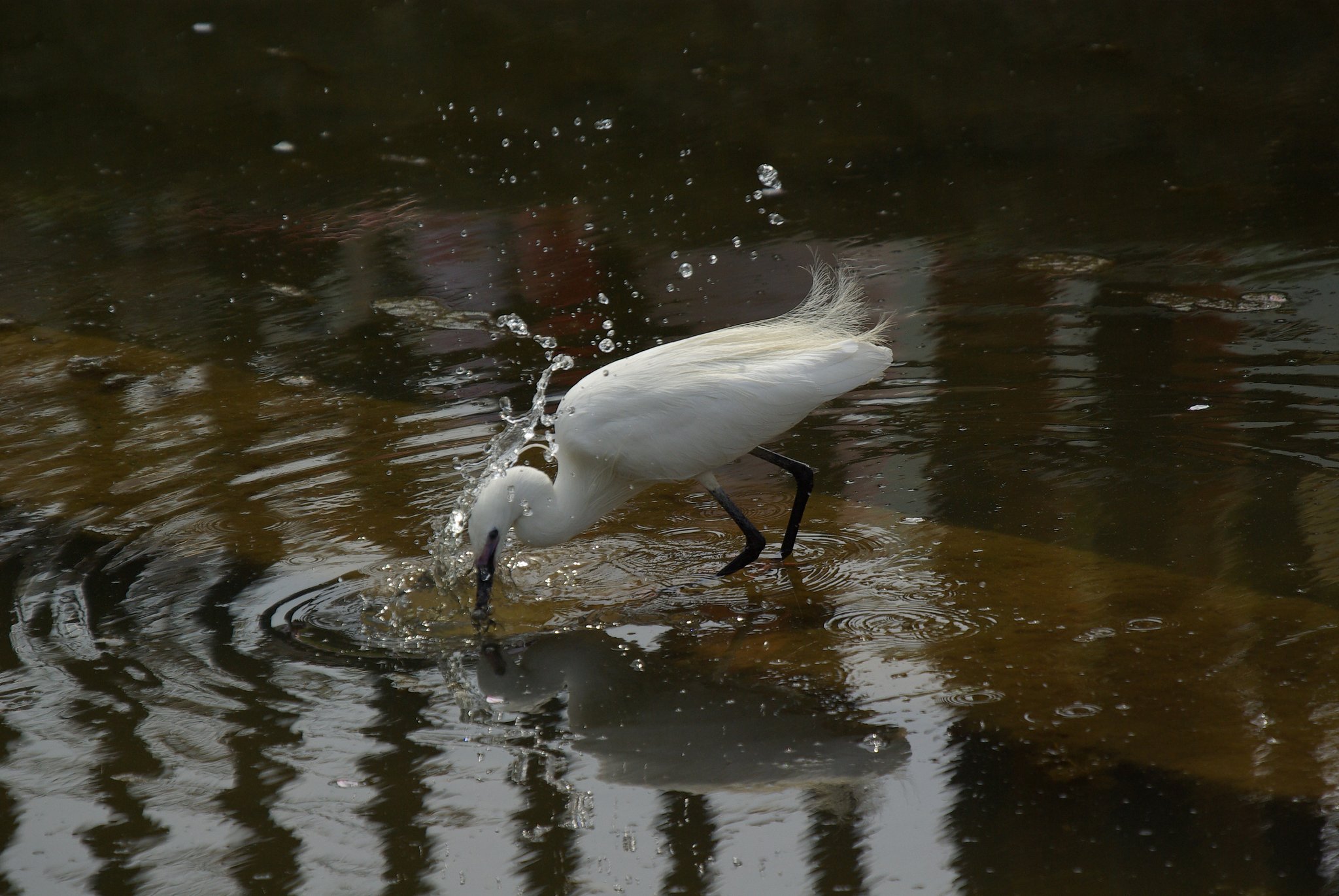 hunting