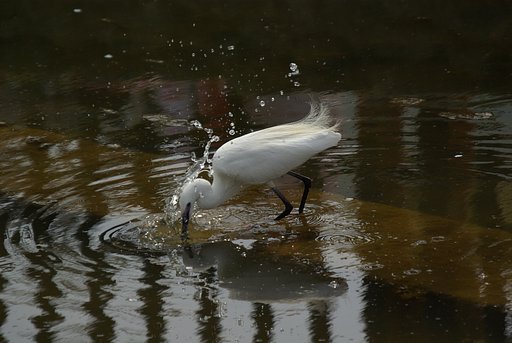 hunting