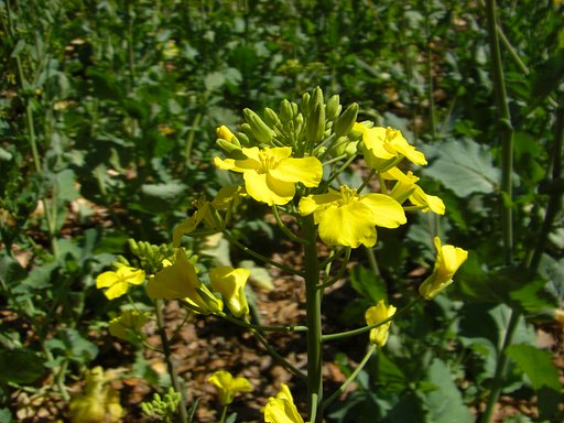 菜の花のピンと合わせ