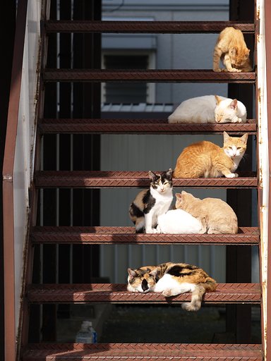 猫階段