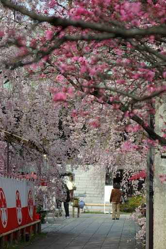 善男善女のしだれ桜