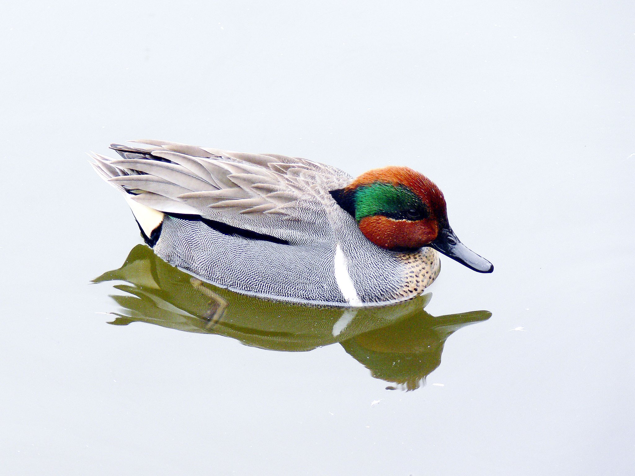 【緑】迷鳥