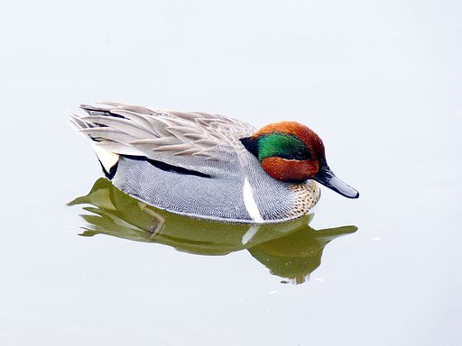 【緑】迷鳥