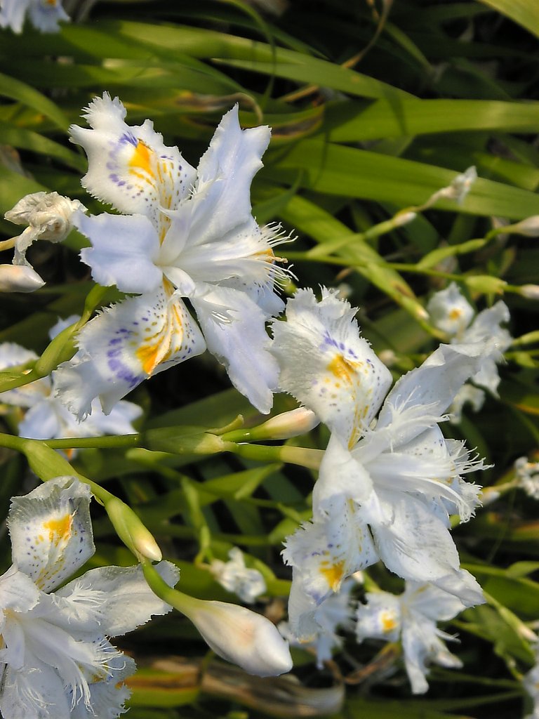 これはイオン登美が丘の花壇