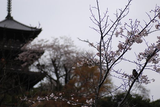 雀が。