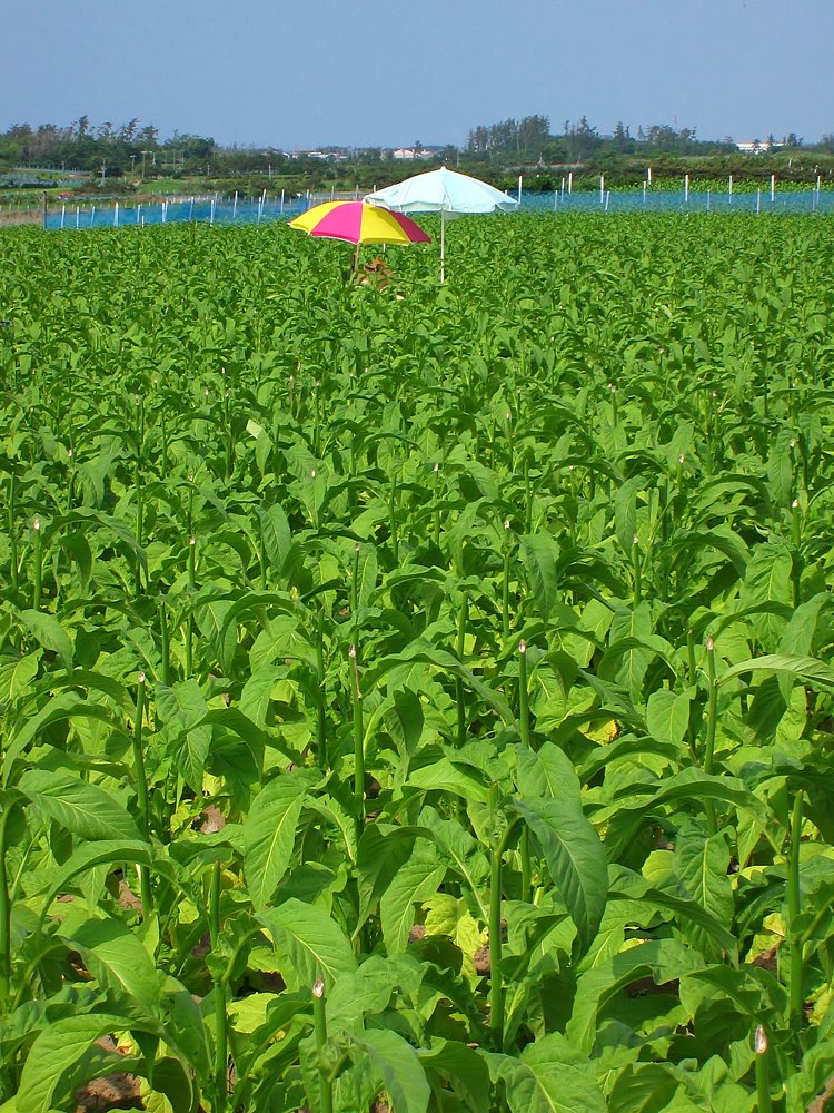 タバコ畑で恋をして