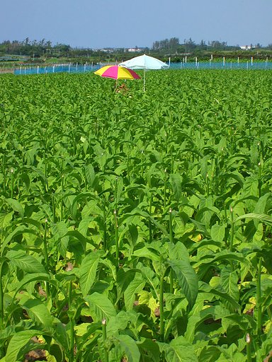 タバコ畑で恋をして