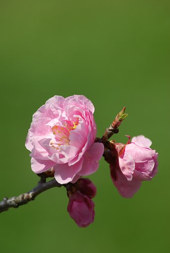 八重