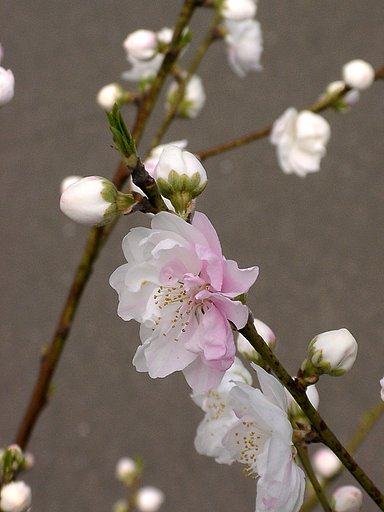 続・ウメ「思いのまま」 （２）