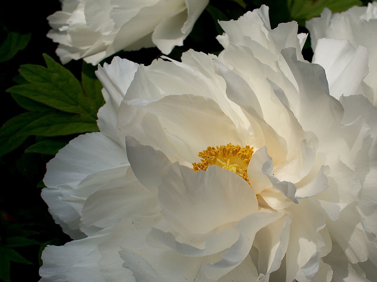 立てば芍薬