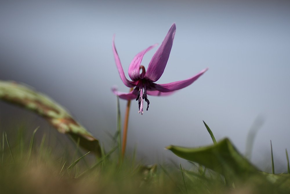 カタカゴの花