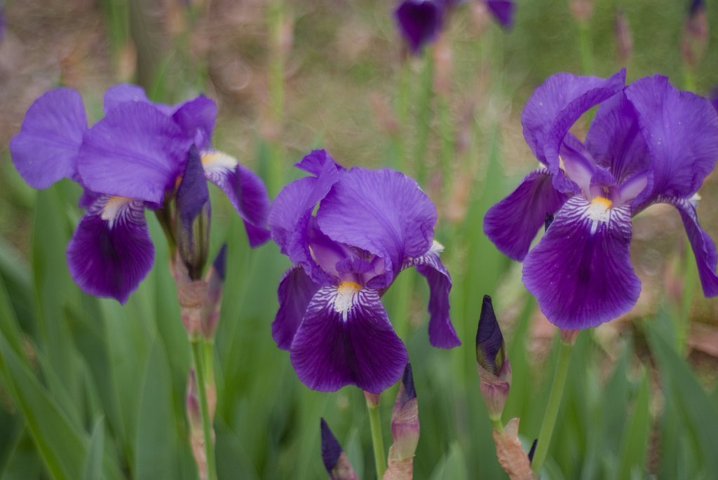 「緑」菖蒲？